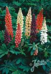 LUPINUS Perennis-Hybr. Russell 'Woodfield Hybriden' Portion(en)