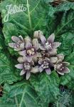 MANDRAGORA officinarum   Portion(en)