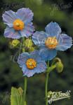 MECONOPSIS betonicifolia   Portion(s)