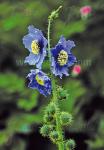 MECONOPSIS horridula   Portion(en)