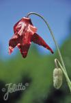 MECONOPSIS punicea   Portion(s)