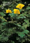 MECONOPSIS villosa   Portion(s)