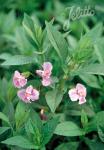 MIMULUS ringens  