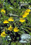 MIMULUS tilingii   Portion(s)