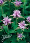 MONARDA fistulosa  