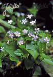 CLAYTONIA sibirica  