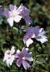 MALVA moschata   Seeds