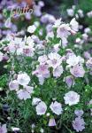 MALVA moschata  'Appleblossum' Seeds