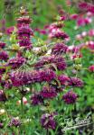 MONARDA Citriodora-Hybr.  'Bergamo' Portion(s)