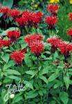 MONARDA didyma   Portion(s)