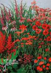 Perennial Mix red colors, medium, 30-80 cm