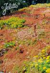 Standard Sedum Mix for Green Roofs Portion(s)