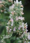 NEPETA cataria ssp. citriodora  