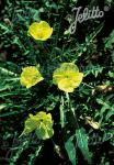 OENOTHERA acaulis var. aurea   Portion(en)