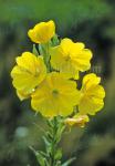 OENOTHERA biennis   Portion(en)