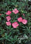 OENOTHERA kunthiana   Portion(s)