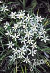 ORNITHOGALUM umbellatum   Portion(en)