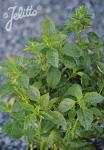 OCIMUM basilicum  'Typ Fino Verde' Portion(en)