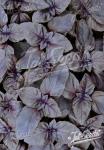OCIMUM basilicum  'Typ Dark Opal' Portion(en)