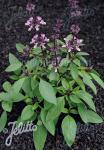 OCIMUM basilicum var. thyrsiflorum  'Typ Thai' Portion(s)