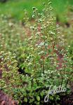 ORIGANUM majorana  