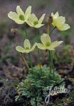 PAPAVER miyabeanum  'Pacino' Portion(s)