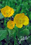 PAPAVER Nudicaule-Hybr. Champagne Bubbles F1-Series 'Champagne Bubbles F1 Yellow'