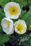 PAPAVER Nudicaule-Hybr. Champagne Bubbles F1-Series 'Champagne Bubbles F1 White'