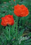 PAPAVER Orientale-Hybr. Nana  'Allegro'