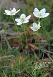 PARNASSIA palustris   Portion(s)