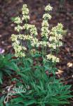 PENSTEMON confertus  