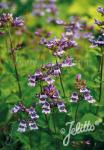 PENSTEMON scouleri  