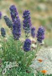 PHACELIA sericea  