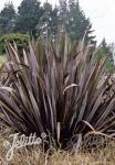 PHORMIUM tenax  'Purpureum' Portion(s)