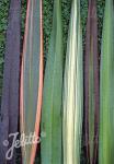 PHORMIUM tenax  'Neue Hybriden'