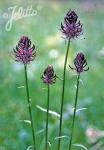 PHYTEUMA spicatum ssp. coeruleum  