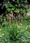 PLANTAGO lanceolata   Portion(s)