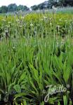 PLANTAGO lanceolata  'Libor'