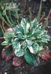 PLANTAGO major  'Variegata' Portion(s)