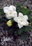 PLATYCODON grandiflorus F1-Hybr. Astra-Series 'Astra White-semi-double' Portion(s)