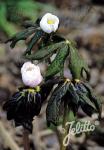 PODOPHYLLUM hexandrum   Portion(en)