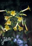 POLEMONIUM pauciflorum   Portion(s)