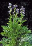 POLEMONIUM caeruleum f. dissectum  'Filigree Skies'