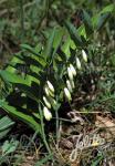 POLYGONATUM odoratum   Portion(en)