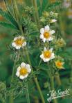 POTENTILLA glandulosa ssp. nevadensis   Portion(en)
