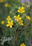 POTENTILLA pensylvanica  