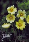 POTENTILLA recta   Portion(en)