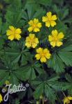 POTENTILLA neumanniana   Portion(en)