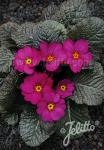PRIMULA x pruhoniciana Wanda-Hybr. (Orig. Niederlenz) 'Wanda Lilac Colors'