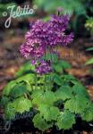 PRIMULA cortusoides hort.   Portion(s)